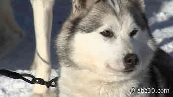 The Pennsylvania Sled Dog Club's Tug Hill Challenge is a race link none other