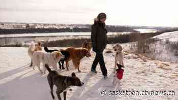 'You need to be the pack leader': The life of a professional Saskatoon dog walker - CTV News