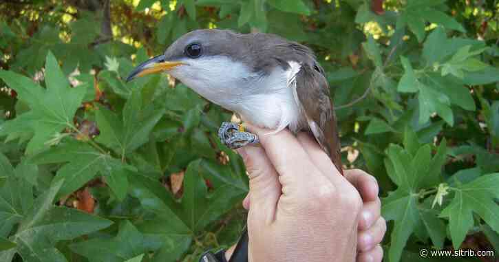 The rare western yellow-billed cuckoo could be given special protections across the Western U.S.
