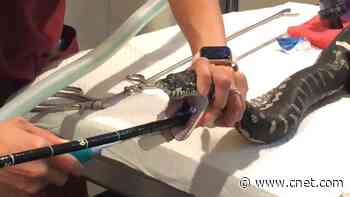 Watch vets pull an entire beach towel out of a python     - CNET