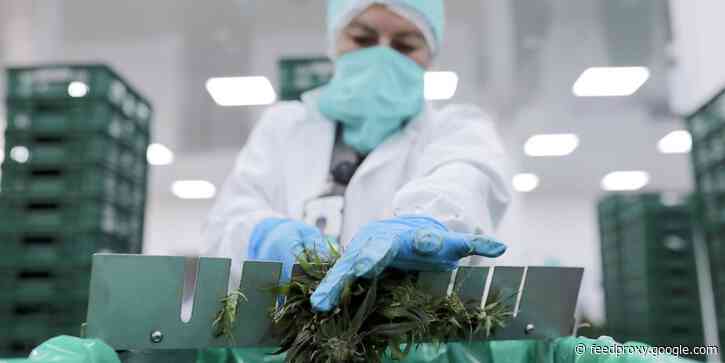 Cannabis company Acreage just cut 40 jobs following a strategic review, and it's the latest sign of a tough environment for cannabis sellers