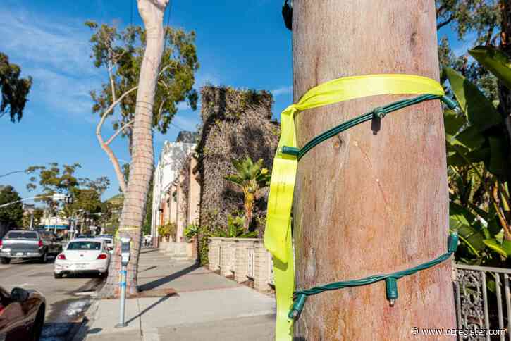 Eucalyptus trees in Laguna’s downtown given reprieve — for now