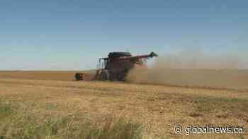 Alberta budget 2020: major layoffs projected for Alberta agriculture sector