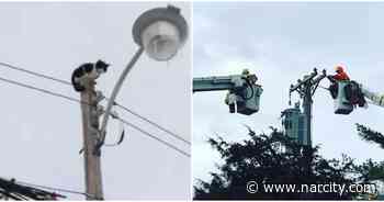 Toronto Was Gripped By A Dramatic Cat Rescue On Thursday Morning (VIDEOS) - Narcity