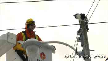 Toronto Hydro rescues cat stuck on top of pole overnight - CityNews