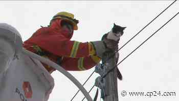 Crews rescue cat trapped on top of Toronto hydro pole - CP24 Toronto's Breaking News