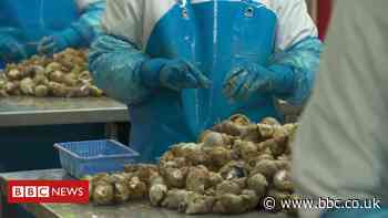 Coronavirus: Kilkeel exporter sees sales plummet 'overnight'