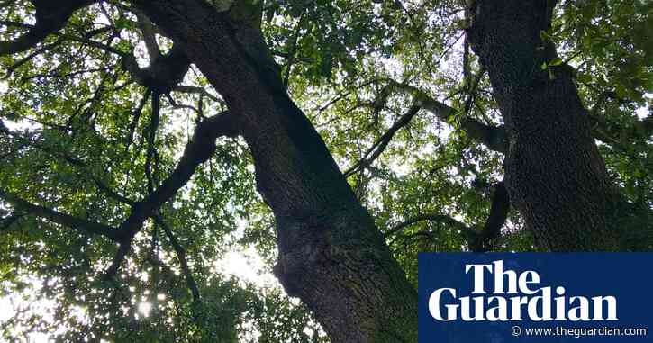 Country diary: forward into spring, back to pre-Raphaelite days