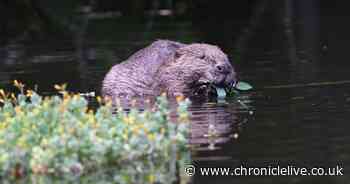 Beavers could return to Northumberland and we may need them more than ever