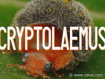 Meet the white-hat group fighting Emotet, the world's most dangerous malware