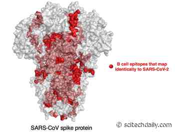 Important Discovery in COVID-19 Coronavirus Vaccine Development