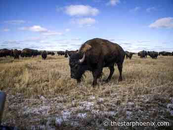 U of S, Parks Canada conduct novel research into bison tuberculosis