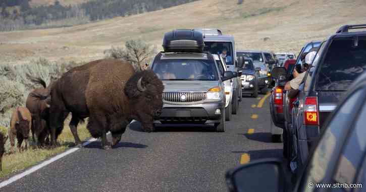 Coronavirus will likely reduce Chinese travel to Yellowstone