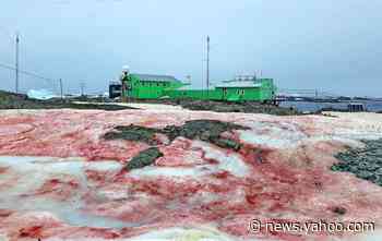 Spooky 'blood snow' invades Antarctic island