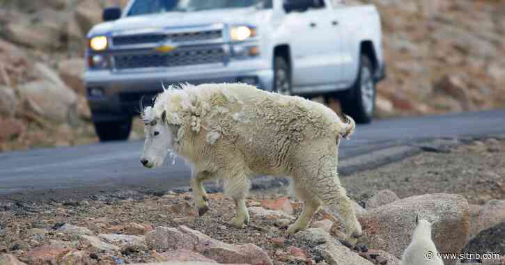 Grand Teton: 36 mountain goats killed in helicopter shooting
