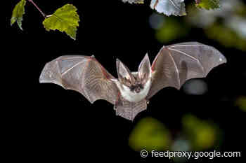 Why Bats Are Breeding Grounds for Deadly Diseases Like Ebola and SARS
