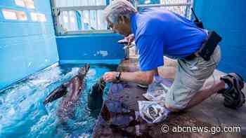 Rescued California sea lions now at Hawaii aquatic park