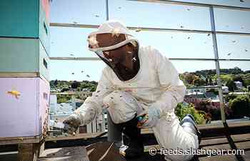 Study finds similarities in bee brains and human brains activity