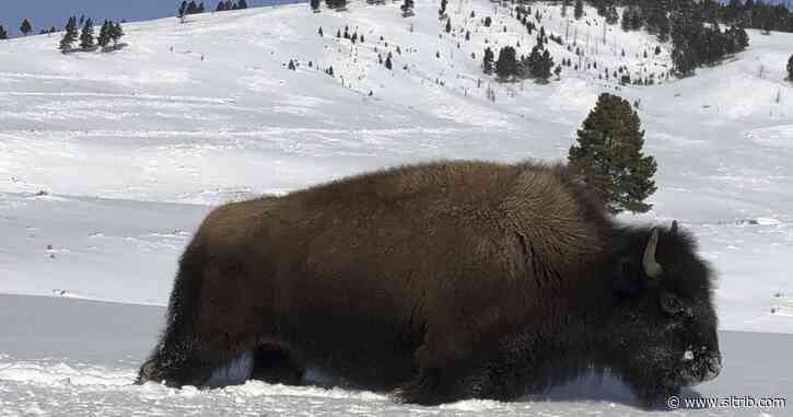 Yellowstone bison entering Montana face slaughter, hunters