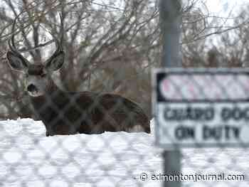 Edmonton weather: Winter is baaaack! 5 cm of snow tomorrow - Edmonton Journal