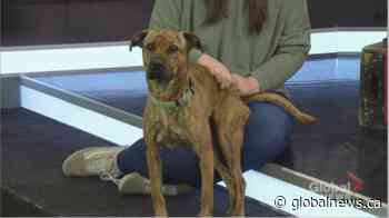 SCARS adoptable pets: Saturday, Feb. 29