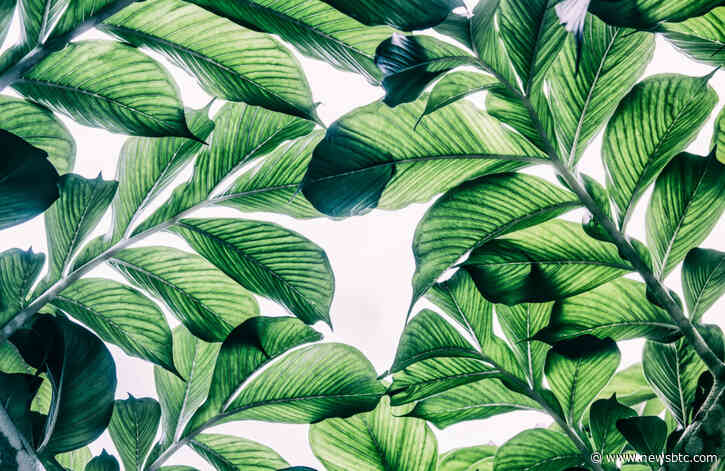 “Striking” Fractal Shared by Accurate Analyst: Bitcoin to Soon Explode Past $9,000