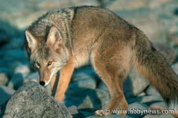 Coyotes kill dog, chase cyclist in Fraser Valley; conservation officers issue warning