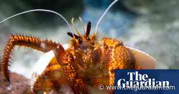 HMS Prince of Wales and Hulk the hermit crab: Friday's best photos - The Guardian