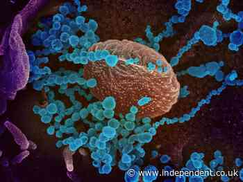 Coronavirus: Wales confirms its first case of disease - The Independent