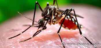 Dos muertes por dengue en la provincia de Buenos Aires - Cadena 3