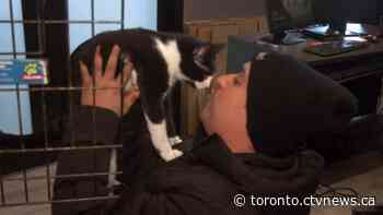 Small cat rescued from Toronto hydro pole reunited with owner after days-long search
