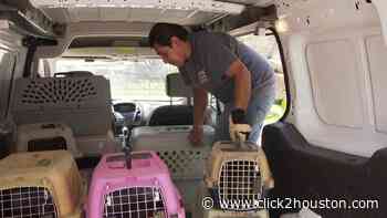 More than 200 animals rescued by Houston Humane Society in Katy-area raid - KPRC Click2Houston