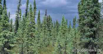 Alberta Parks camping reservations set to open up for bookings in March