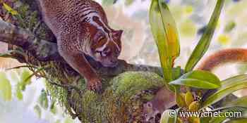 New lion, size of house cat, with bone-crushing teeth, is found in fossil form     - CNET