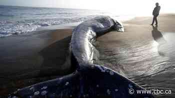 Solar storms may be linked to mass grey whale strandings
