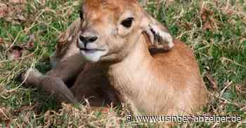 Nachwuchs für die Antilopen im Opelzoo in Kronberg - Usinger Anzeiger