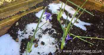 Snow pitches in Bristol for the first time this year - well, a bit of it anyway