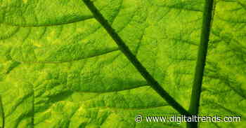 Hacking photosynthesis: Could artificial leaves fuel the future?