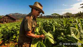 Tabakpflanzen sollen beim Kampf gegen Corona helfen