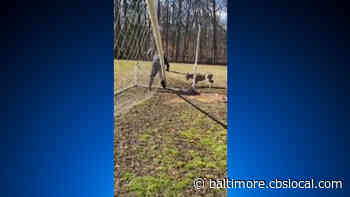 Baltimore County Police Officer Helps Free Deer Caught In Soccer Net - CBS Baltimore