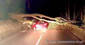 Family walk away from horror crash after tree falls on car in Storm Jorge
