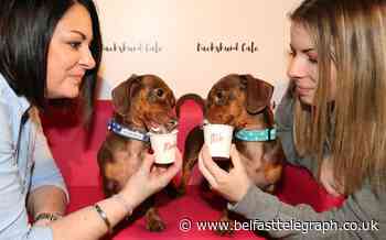 Dog lovers descend on Dachshund Cafe