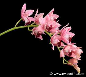 FYI: Arts and entertainment events March 1-7 - Northwest Arkansas Democrat-Gazette