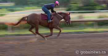 Equestrian athlete from Fort Saskatchewan dies after fall during U.S. competition