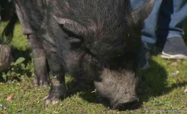 Baltimore’s Pigtown Community Celebrates National Pig Day