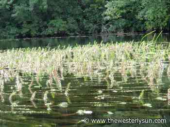 Rhode Island enacts tougher regulations to control freshwater invasive plants - The Westerly Sun
