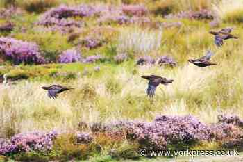 LETTER: Well-managed grouse moors help soak up rain