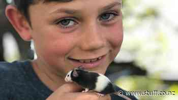 Nine-year-old entrepreneur creates mouse-sharing enterprise - Stuff.co.nz
