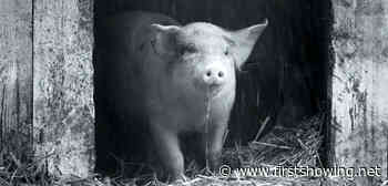 Promo Trailer for Viktor Kosakovskiy's B&W Doc 'Gunda' About a Pig