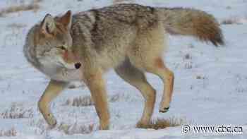 Calgary woman campaigns for humans and coyotes to coexist peacefully
